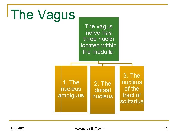 The Vagus The vagus nerve has three nuclei located within the medulla: 1. The
