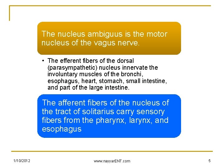 The nucleus ambiguus is the motor nucleus of the vagus nerve. • The efferent