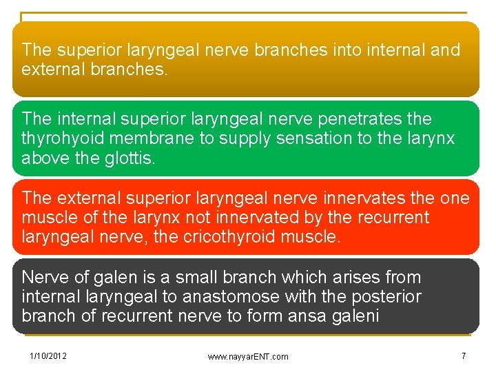 The superior laryngeal nerve branches into internal and external branches. The internal superior laryngeal