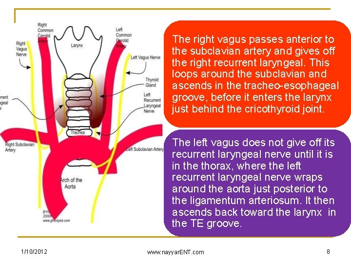 The right vagus passes anterior to the subclavian artery and gives off the right