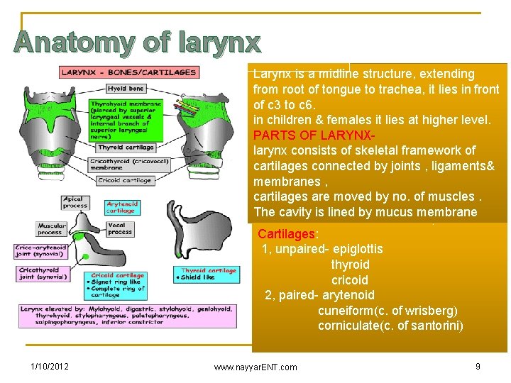 Anatomy of larynx Larynx is a midline structure, extending from root of tongue to