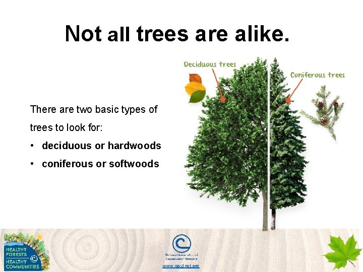 Not all trees are alike. There are two basic types of trees to look