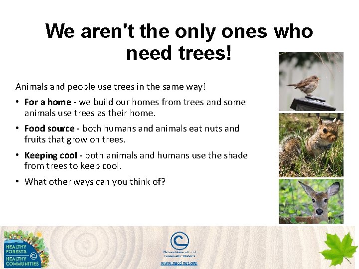 We aren't the only ones who need trees! Animals and people use trees in