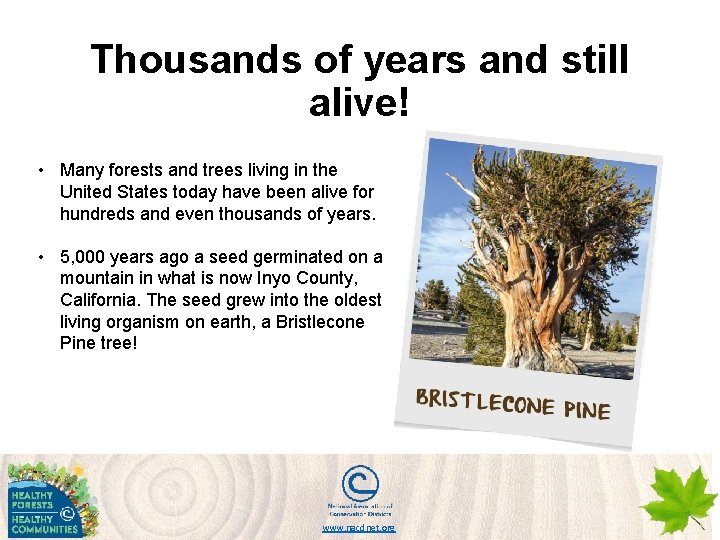 Thousands of years and still alive! • Many forests and trees living in the