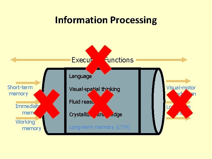 Information Processing Executive Functions Language Short-term memory Immediate memory Working memory Visual-spatial thinking Fluid