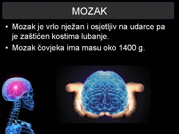 MOZAK • Mozak je vrlo nježan i osjetljiv na udarce pa je zaštićen kostima