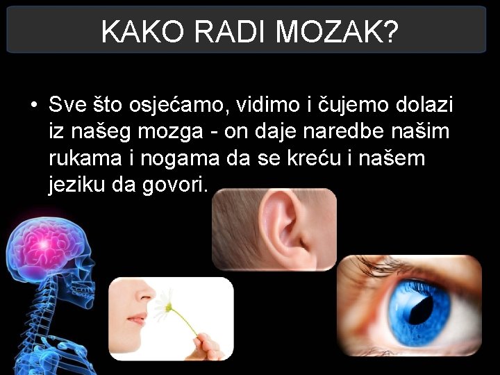 KAKO RADI MOZAK? • Sve što osjećamo, vidimo i čujemo dolazi iz našeg mozga