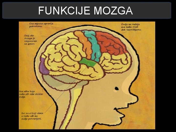 FUNKCIJE MOZGA 