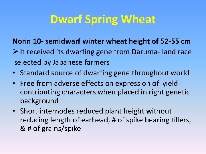 Dwarf Spring Wheat Norin 10 - semidwarf winter wheat height of 52 -55 cm