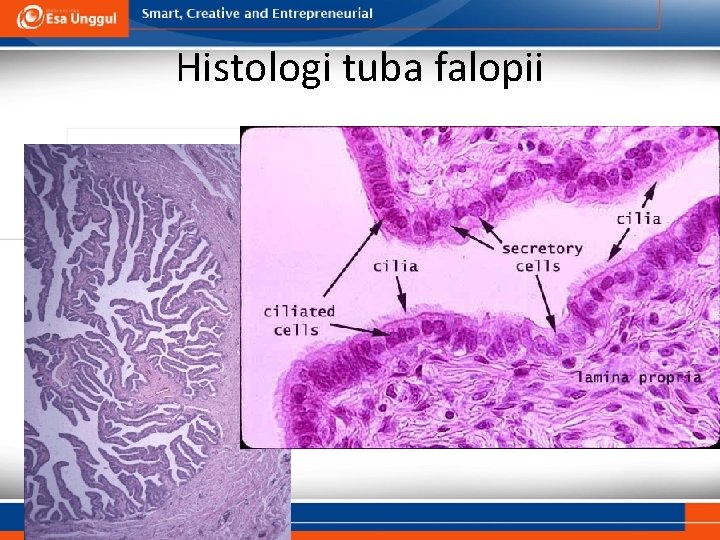 Histologi tuba falopii 10 