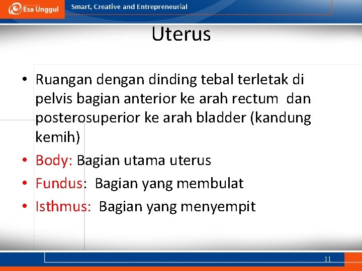Uterus • Ruangan dengan dinding tebal terletak di pelvis bagian anterior ke arah rectum