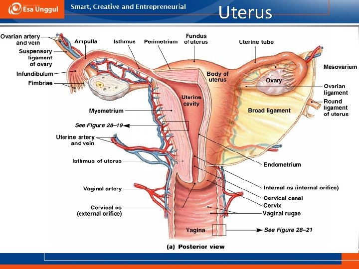 Uterus 12 