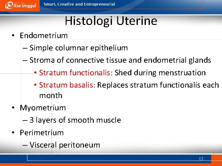 Histologi Uterine • Endometrium – Simple columnar epithelium – Stroma of connective tissue and