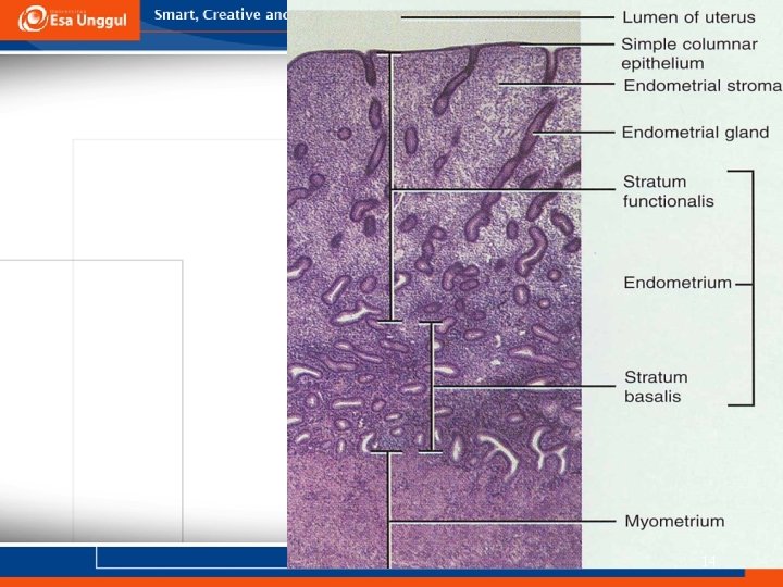 Uterine Histology 14 