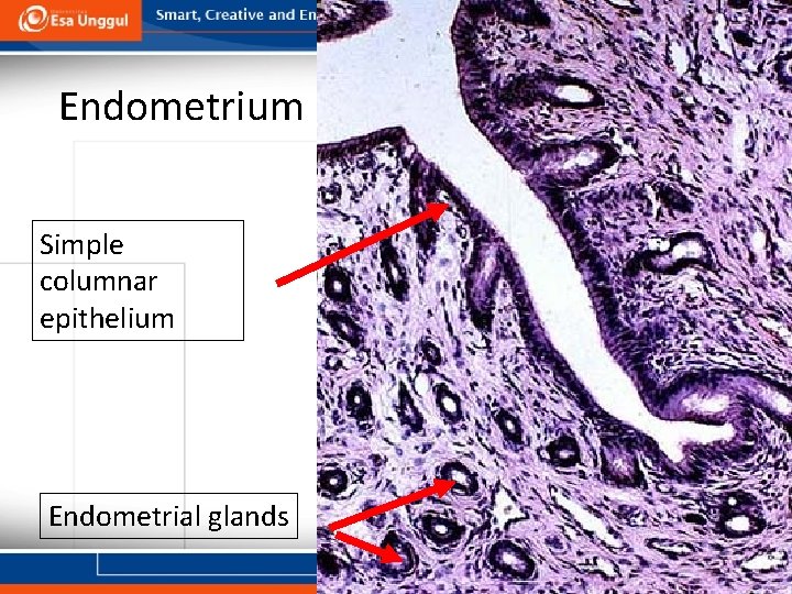 Endometrium 15 Simple columnar epithelium Endometrial glands 