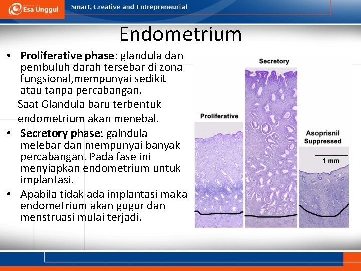 Endometrium • Proliferative phase: glandula dan pembuluh darah tersebar di zona fungsional, mempunyai sedikit