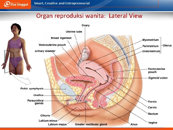 Organ reproduksi wanita: Lateral View 17 