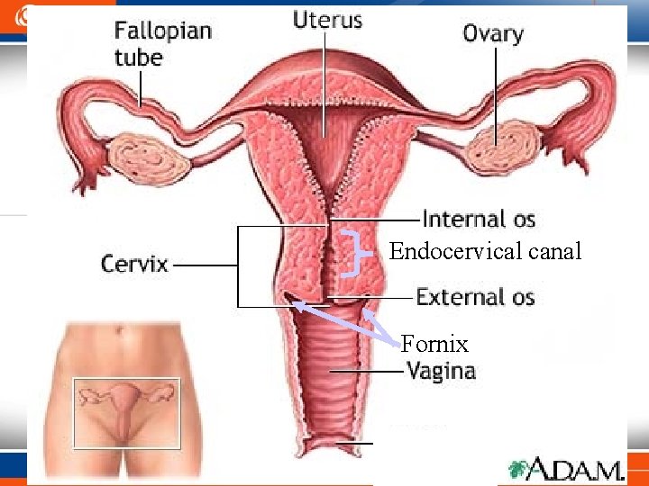 Endocervical canal Fornix 19 