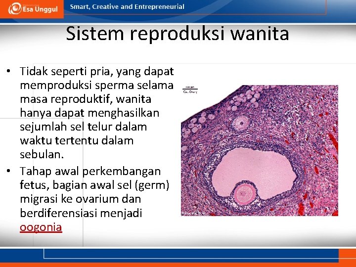 Sistem reproduksi wanita • Tidak seperti pria, yang dapat memproduksi sperma selama masa reproduktif,