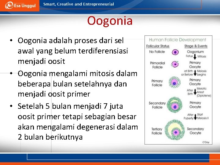 Oogonia • Oogonia adalah proses dari sel awal yang belum terdiferensiasi menjadi oosit •