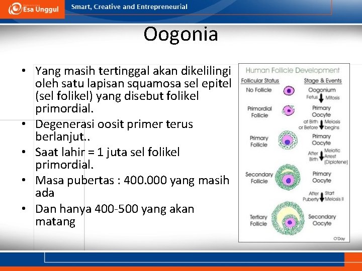 Oogonia • Yang masih tertinggal akan dikelilingi oleh satu lapisan squamosa sel epitel (sel