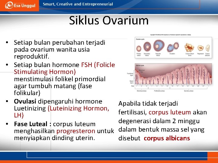 Siklus Ovarium • Setiap bulan perubahan terjadi pada ovarium wanita usia reproduktif. • Setiap