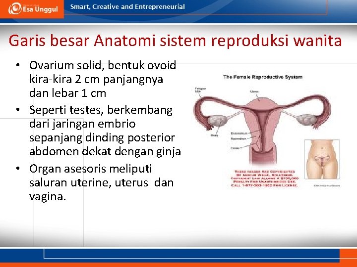 Garis besar Anatomi sistem reproduksi wanita • Ovarium solid, bentuk ovoid kira-kira 2 cm