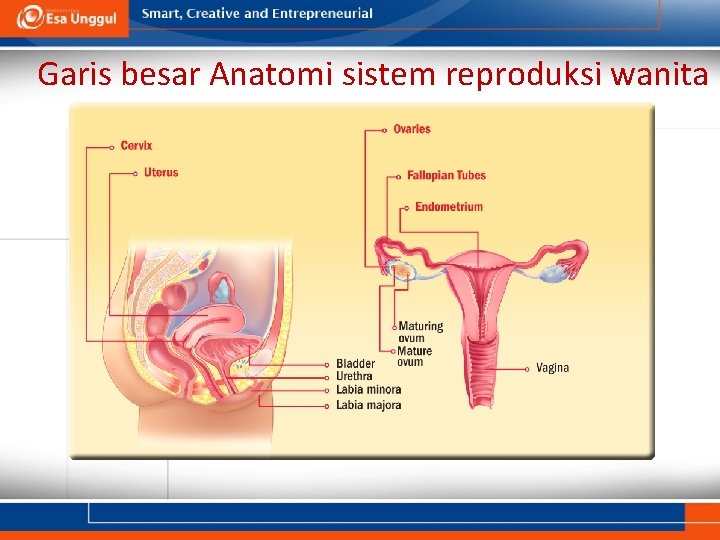 Garis besar Anatomi sistem reproduksi wanita 