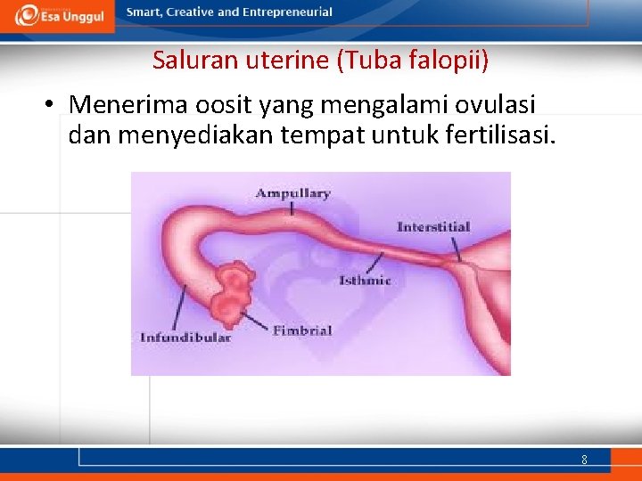 Saluran uterine (Tuba falopii) • Menerima oosit yang mengalami ovulasi dan menyediakan tempat untuk