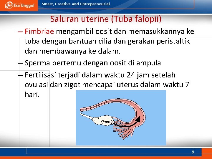Saluran uterine (Tuba falopii) – Fimbriae mengambil oosit dan memasukkannya ke tuba dengan bantuan