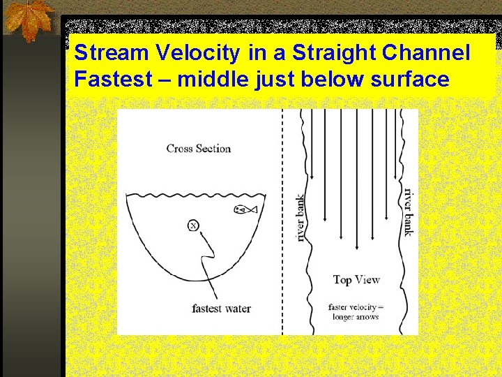 Stream Velocity in a Straight Channel Fastest – middle just below surface 