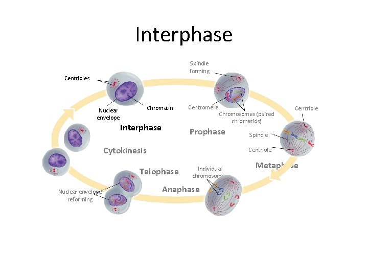 Interphase Spindle forming Centrioles Chromatin Nuclear envelope Interphase Centromere Chromosomes (paired chromatids) Prophase Cytokinesis