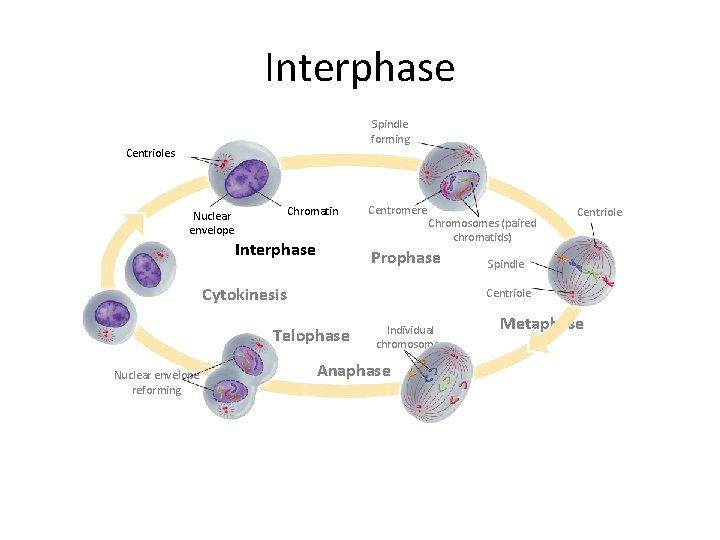 Interphase Spindle forming Centrioles Chromatin Nuclear envelope Interphase Centromere Chromosomes (paired chromatids) Prophase Cytokinesis