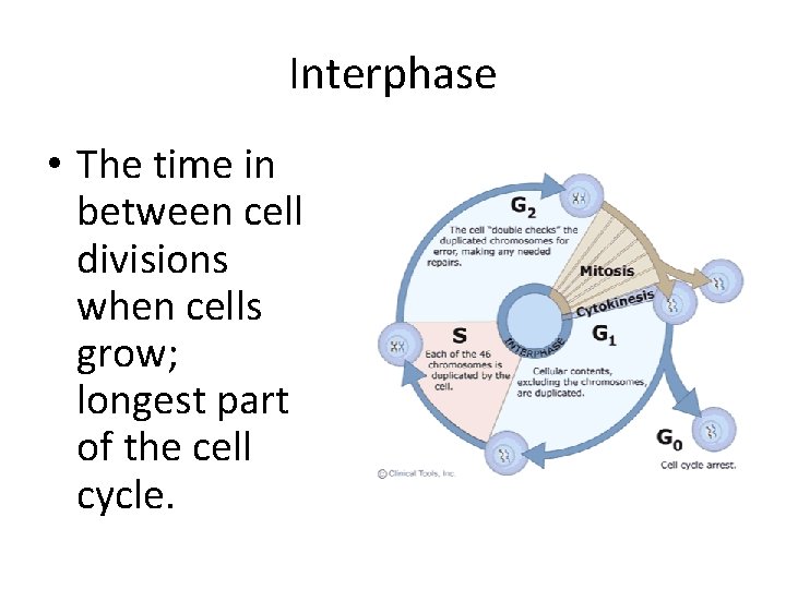 Interphase • The time in between cell divisions when cells grow; longest part of