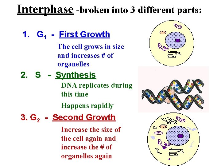 Interphase -broken into 3 different parts: 1. G 1 - First Growth The cell