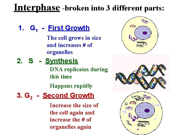 Interphase -broken into 3 different parts: 1. G 1 - First Growth The cell