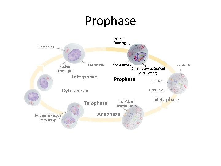 Prophase Spindle forming Centrioles Chromatin Nuclear envelope Interphase Centromere Chromosomes (paired chromatids) Prophase Cytokinesis