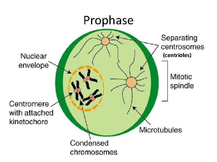 Prophase (centrioles) 