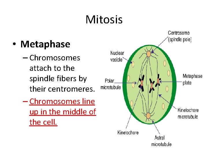 Mitosis • Metaphase – Chromosomes attach to the spindle fibers by their centromeres. –