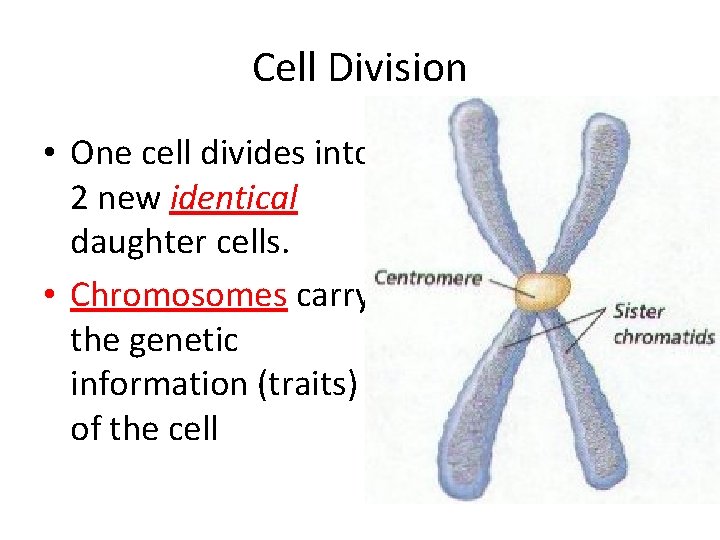 Cell Division • One cell divides into 2 new identical daughter cells. • Chromosomes
