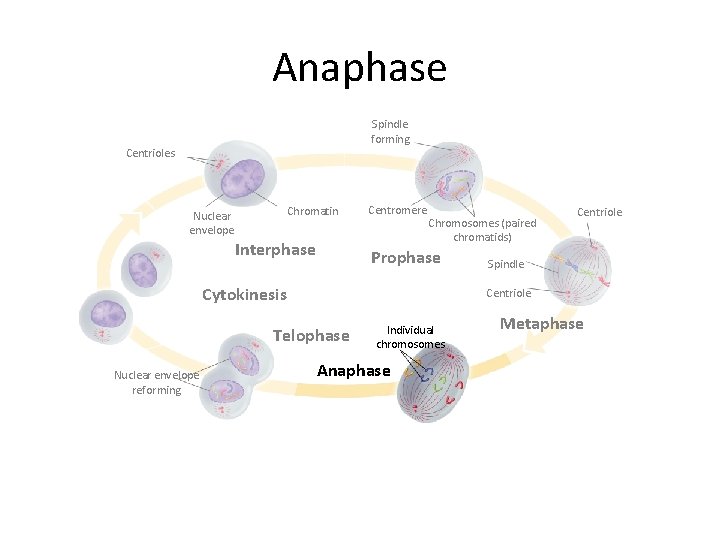 Anaphase Spindle forming Centrioles Chromatin Nuclear envelope Interphase Centromere Chromosomes (paired chromatids) Prophase Cytokinesis