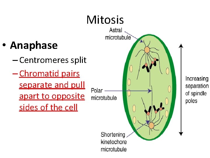 Mitosis • Anaphase – Centromeres split – Chromatid pairs separate and pull apart to