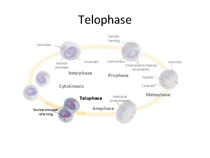 Telophase Spindle forming Centrioles Chromatin Nuclear envelope Interphase Centromere Chromosomes (paired chromatids) Prophase Cytokinesis