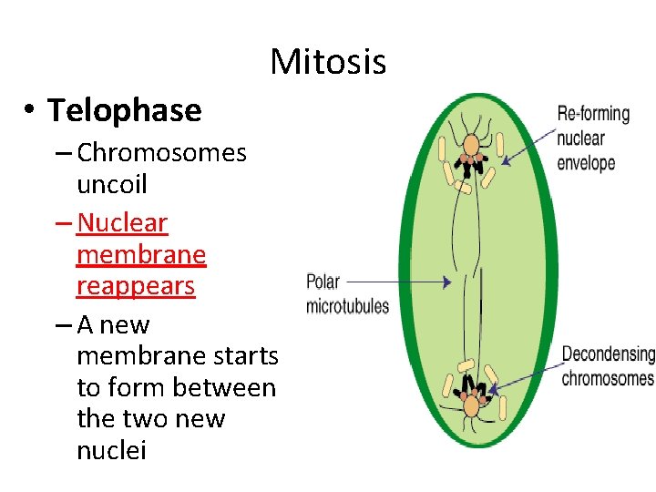 Mitosis • Telophase – Chromosomes uncoil – Nuclear membrane reappears – A new membrane