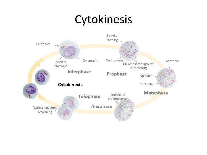 Cytokinesis Spindle forming Centrioles Chromatin Nuclear envelope Interphase Centromere Chromosomes (paired chromatids) Prophase Cytokinesis