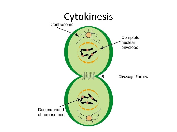Cytokinesis Cleavage Furrow 