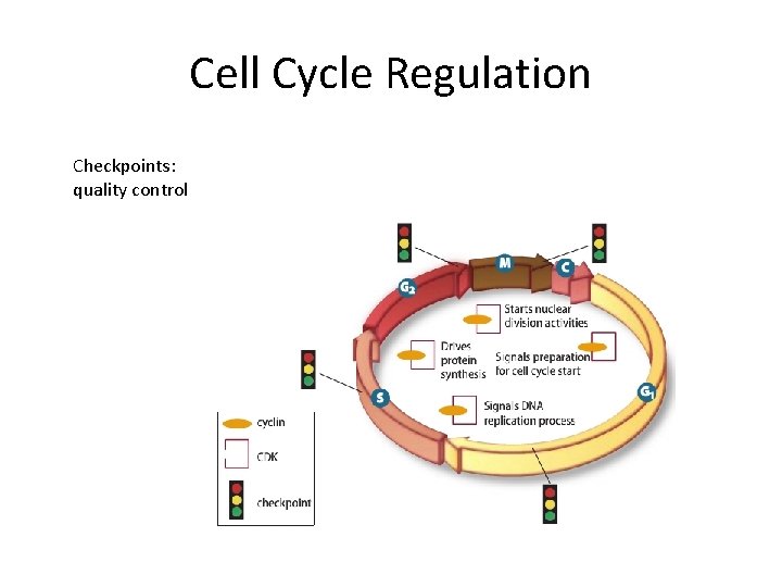 Cell Cycle Regulation Checkpoints: quality control 
