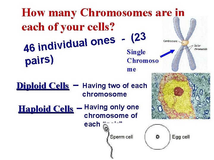 How many Chromosomes are in each of your cells? 3 2 ( s e