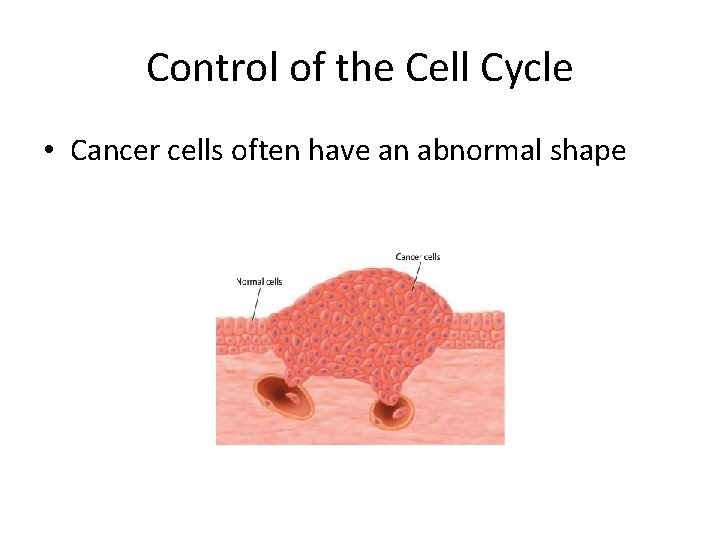 Control of the Cell Cycle • Cancer cells often have an abnormal shape 