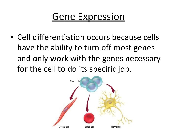 Gene Expression • Cell differentiation occurs because cells have the ability to turn off